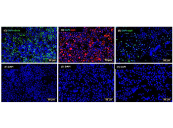 Chicken IgM (mu chain) Antibody Fluorescein Conjugated