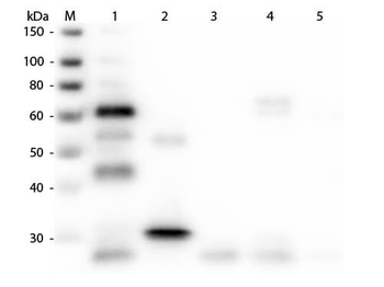 Chicken IgG (H&L) Antibody Alkaline Phosphatase Conjugated Pre-Adsorbed