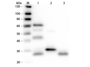 Chicken IgG (H&L) Antibody Rhodamine Conjugated