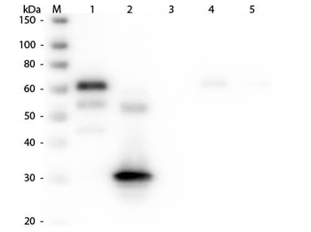 Chicken IgG Fc Antibody Alkaline Phosphatase Conjugated