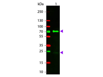 Chicken IgG (H&L) Antibody Rhodamine Conjugated Pre-Adsorbed