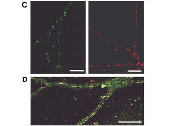 Guinea Pig IgG (H&L) Antibody Texas Red Conjugated Pre-Adsorbed