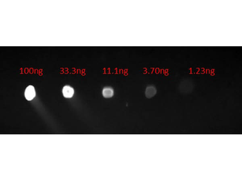 Human IgG Fc Antibody Fluorescein Conjugated Pre-Adsorbed