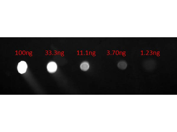 Human IgG Fc Antibody Fluorescein Conjugated