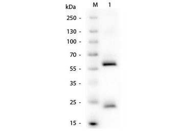 Human IgG (H&L) Antibody