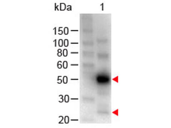 Human IgG (H&L) Antibody Peroxidase Conjugated