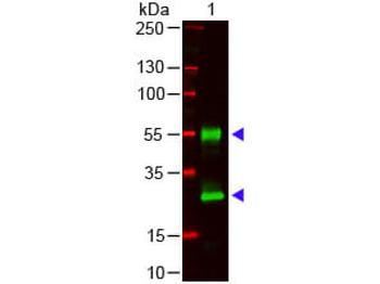 Mouse IgG (H&L) Antibody