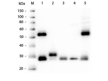 Mouse IgG (H&L) Antibody