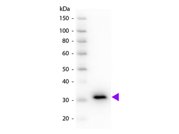 Mouse IgG Fc Antibody Peroxidase Conjugated