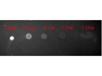 Mouse IgG (H&L) Antibody Texas Red Conjugated