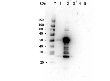 Mouse IgG2a Antibody