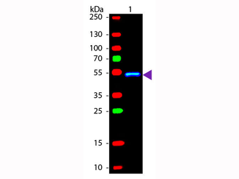 Mouse IgG1 Secondary Antibody Fluorescein Conjugated
