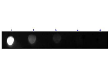 Mouse IgG2a (Gamma 2a chain) Antibody Fluorescein Conjugated