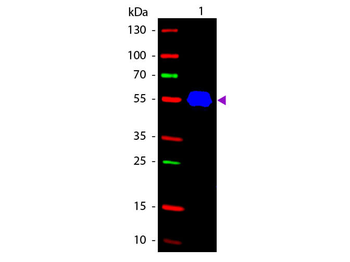 Mouse IgG2a (Gamma 2a chain) Antibody Fluorescein Conjugated