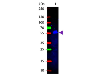 Mouse IgG2b (Gamma 2b chain) Antibody Fluorescein Conjugated