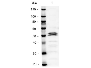 Mouse IgG1 Secondary Antibody Alkaline Phosphatase Conjugated