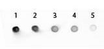 Mouse IgG2a (Gamma 2a chain) Antibody Alkaline Phosphatase Conjugated