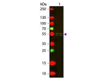 Mouse IgG1 (Gamma 1 chain) Antibody Texas Red Conjugated