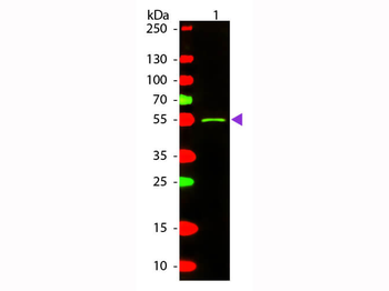 Mouse IgG2a (Gamma 2a chain) Antibody Texas Red Conjugated