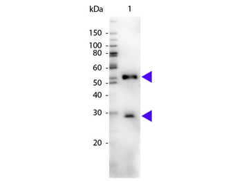 Mouse IgG (H&L) Antibody Peroxidase Conjugated