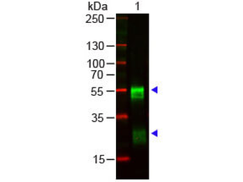 Rabbit IgG (H&L) Antibody Pre-adsorbed