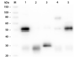 Rabbit IgG (H&L) Antibody Pre-adsorbed
