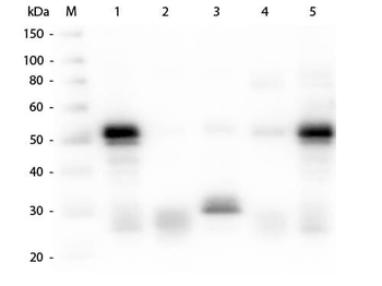 Rabbit IgG (H&L) Antibody Alkaline Phosphatase Conjugated Pre-Adsorbed