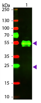 Rabbit IgG (H&L) Antibody Texas Red Conjugated