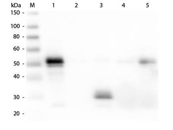 Rabbit IgG Fc Antibody Peroxidase Conjugated