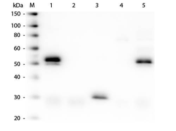 Rabbit IgG (H&L) Antibody Alkaline Phosphatase Conjugated Pre-Adsorbed