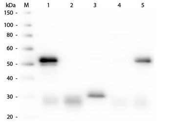 Rabbit IgG (H&L) Antibody Alkaline Phosphatase Conjugated