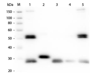 Rat IgG (H&L) Antibody Alkaline Phosphatase Conjugated Pre-Adsorbed