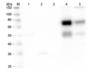 Rat IgM (mu chain) Antibody Fluorescein Conjugated