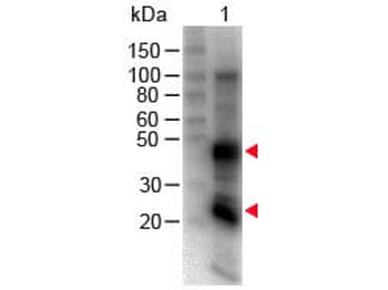 Rat IgG (H&L) Antibody Biotin Conjugated