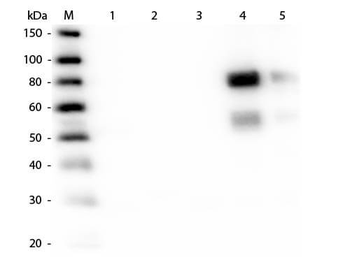 Rat IgM (mu chain) Antibody Fluorescein Conjugated