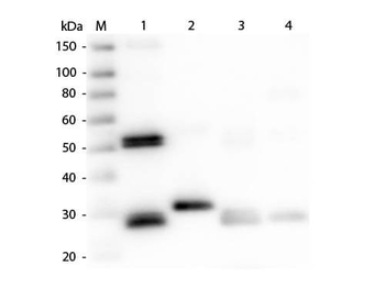 Rat IgG (H&L) Antibody Peroxidase Conjugated