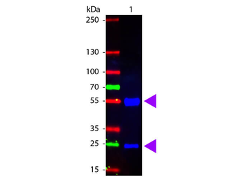 Swine IgG (H&L) Antibody Fluorescein Conjugated