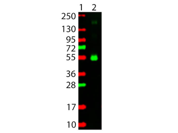 Monkey IgG (gamma chain) Antibody Rhodamine Conjugated
