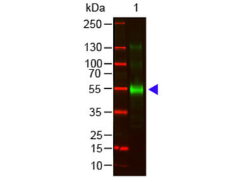 Monkey IgG gamma Antibody