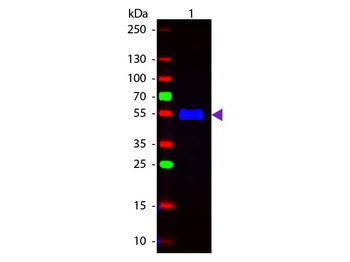 Monkey IgG (gamma chain) Antibody Fluorescein Conjugated