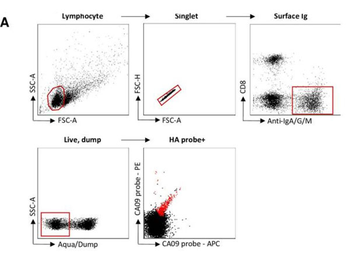 Ferret IgG IgA IgM (H&L) Antibody Fluorescein Conjugated