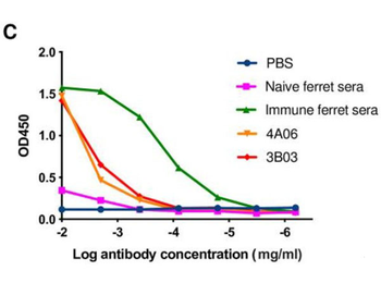 Ferret IgG IgA IgM (H&L) Antibody Fluorescein Conjugated