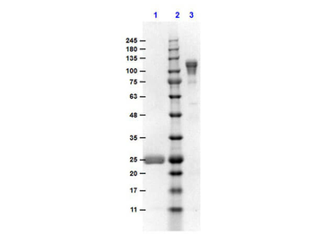 F(ab')2 Mouse IgG Fc Antibody Pre-Adsorbed