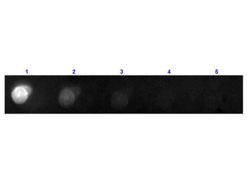 F(ab')2 Mouse IgG (H&L) Antibody Phycoerythrin Conjugated Pre-Adsorbed