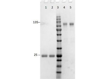 F(ab')2 Rabbit IgG (H&L) Antibody Pre-Adsorbed