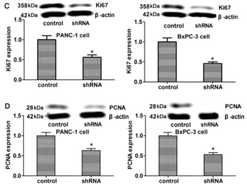 F(ab')2 Rabbit IgG (H&L) Antibody Pre-Adsorbed