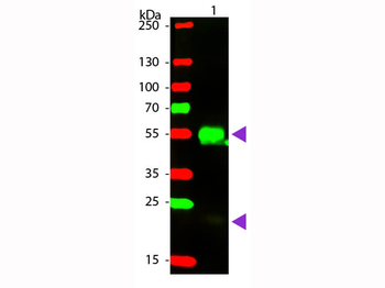 F(ab')2 Rabbit IgG (H&L) Antibody Phycoerythrin Conjugated Pre-adsorbed