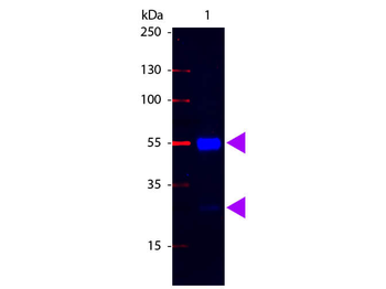 F(ab')2 Swine IgG (H&L) Antibody Fluorescein Conjugated