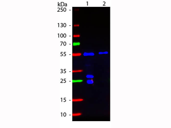 F(Ab')2 Fragment Of Hamster IgG (H&L) Antibody Fluorescein Conjugated Pre-Adsorbed