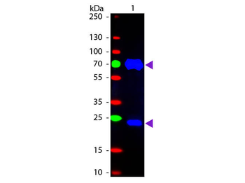 Fab Chicken IgG (H&L) Antibody Fluorescein Conjugated
